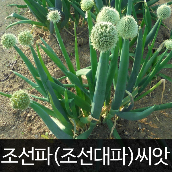 korean onion seed  ( 1000 seeds )
