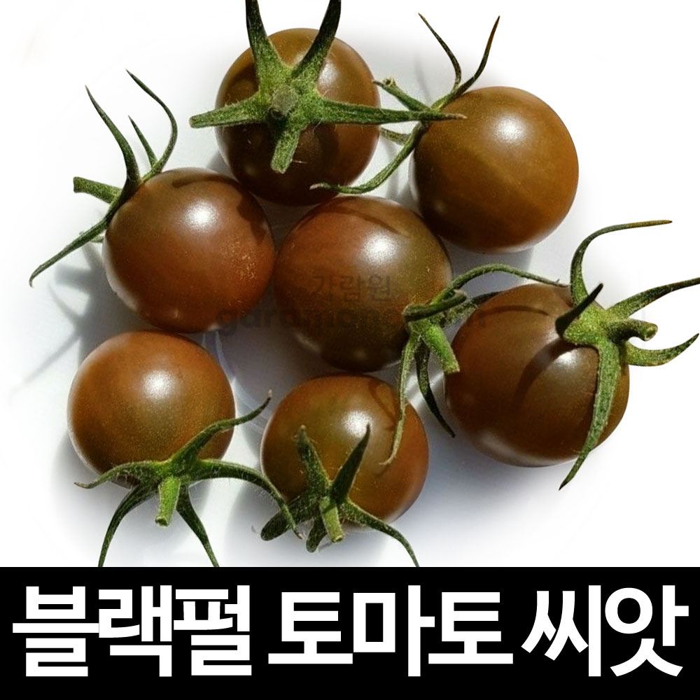 black pearl tomato seed ( 10 seeds )