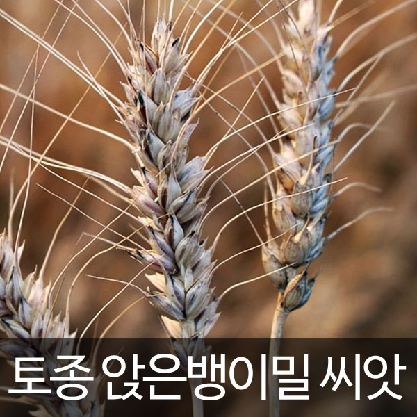 korean wheat seed (500 seeds)