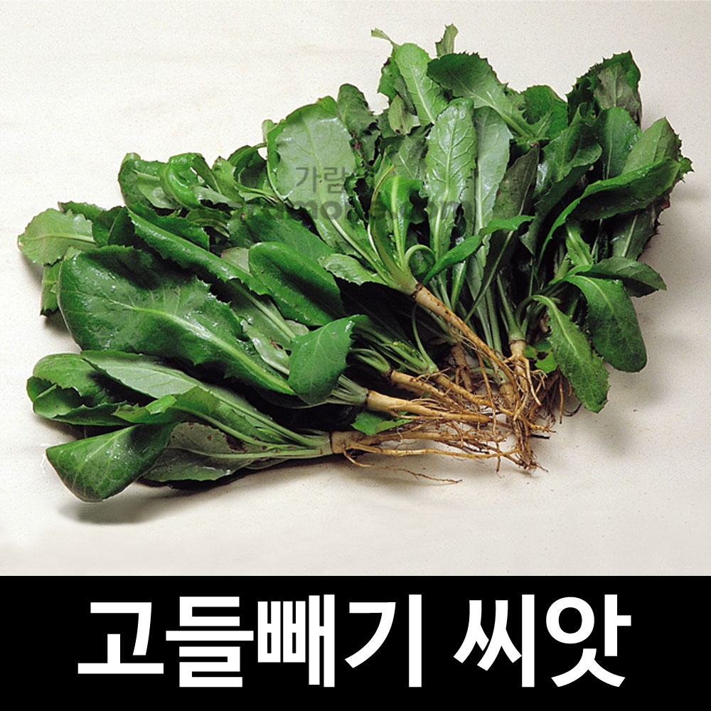 youngia sonchifolia seed (3000 seeds)