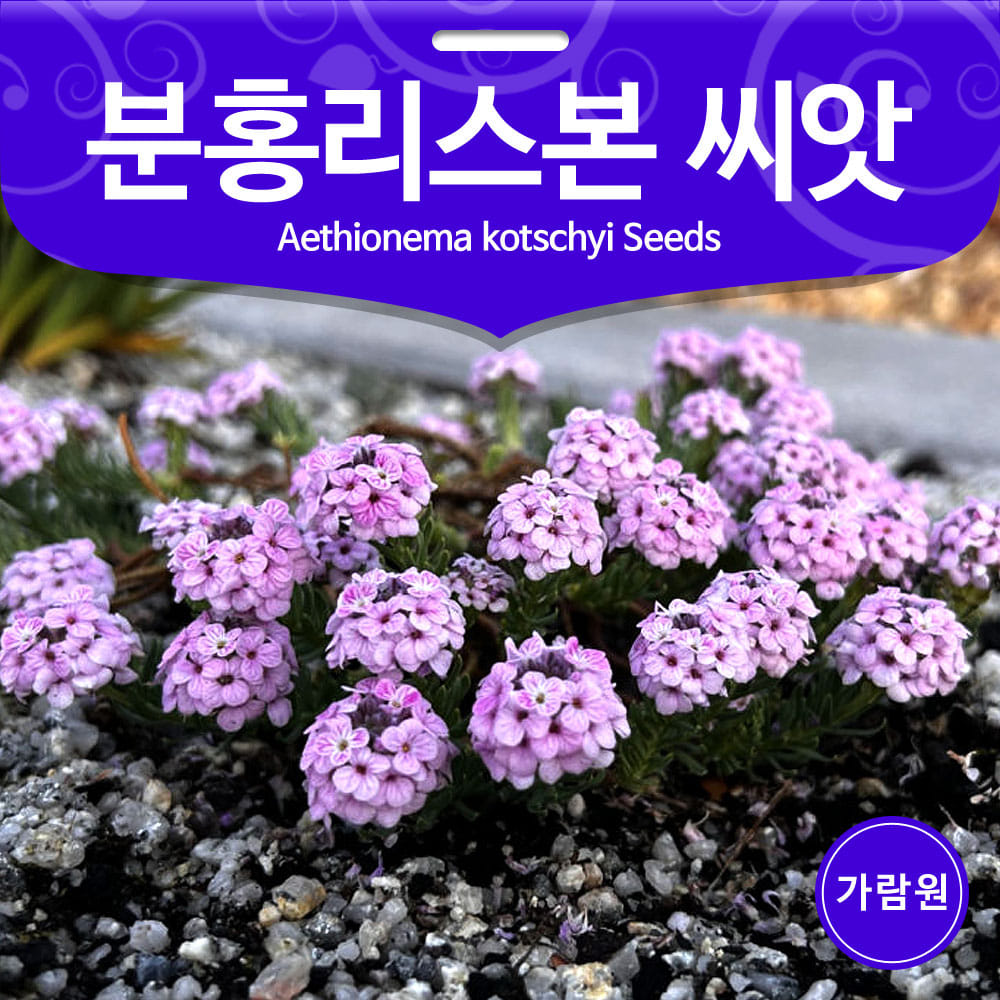 aethionema kotschyi seed ( 20 seeds )