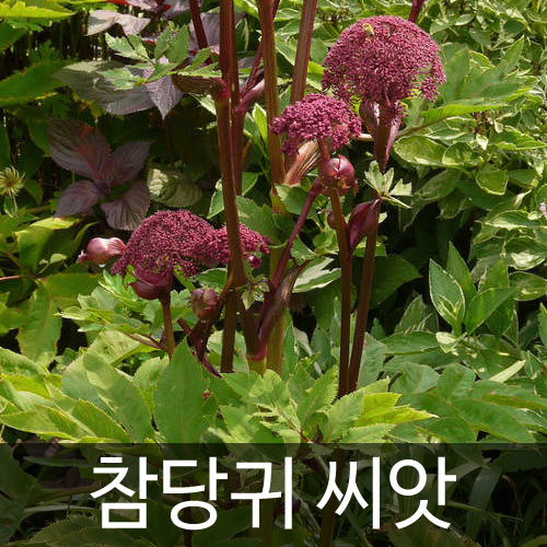 angelica gigas seed / korean angelica seed (200 seeds)