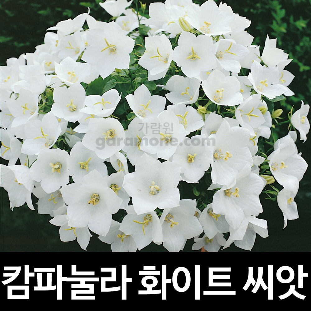 white bellflower seed (100 seeds)
