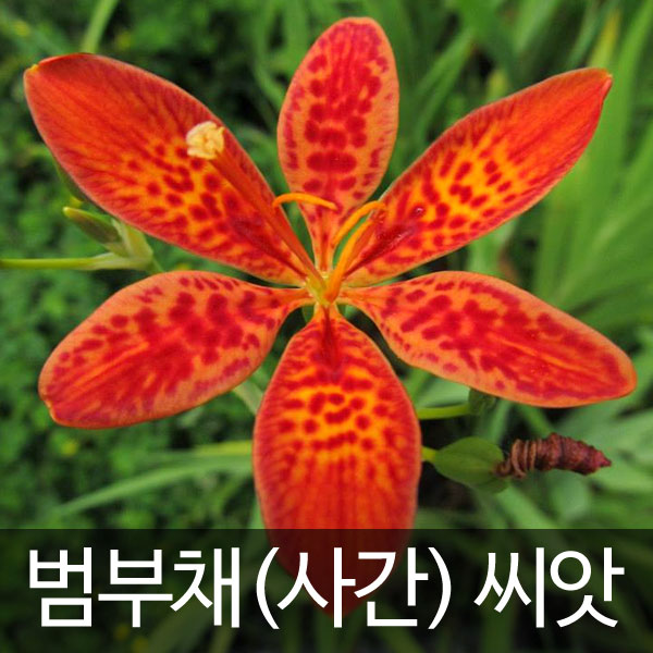 blackberry lily seed (3g)