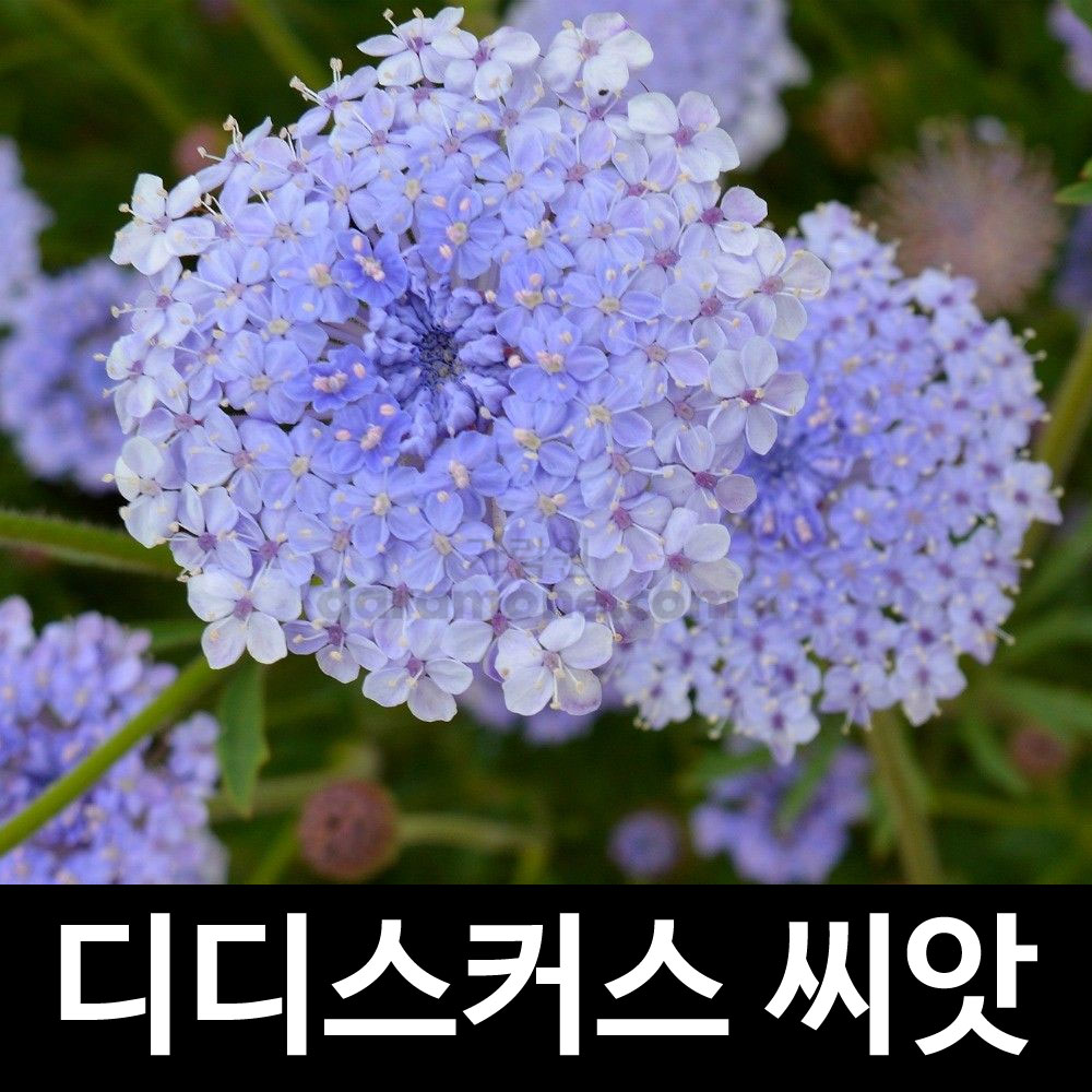 blue lace flower seed ( 50 seeds )