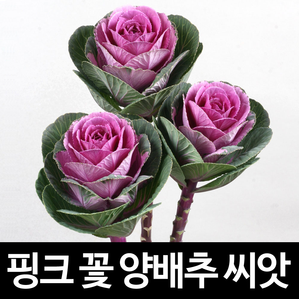 pink brassica seed ( 10 seeds )