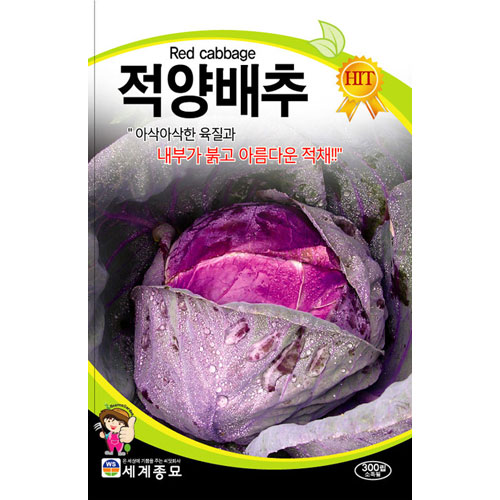 purple cabbage seed  ( 200 seeds )