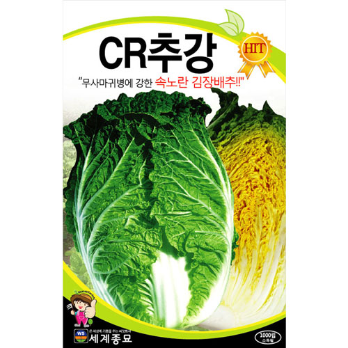 korean cabbage seed  ( 1000 seeds )