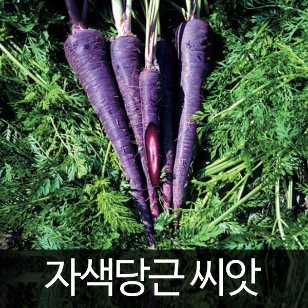 purple carrot seed  ( 500 seeds )