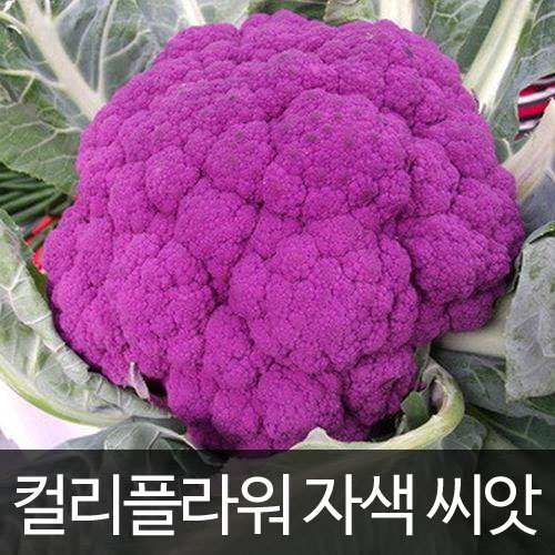 purple cauliflower seed  ( 50 seeds )