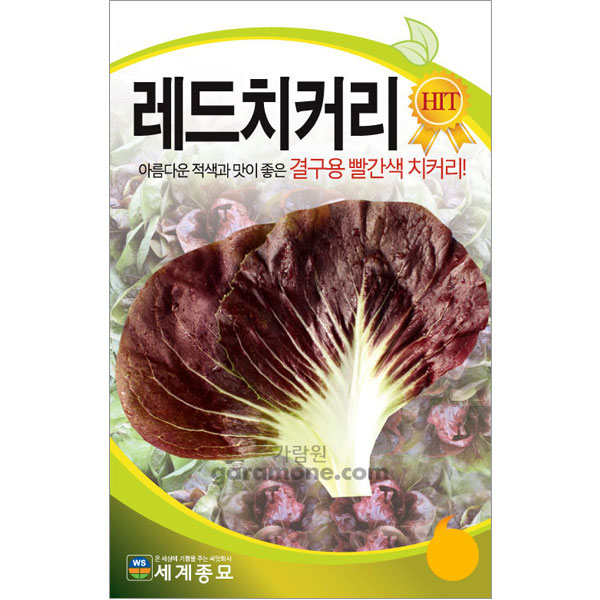 purple chicory seed  ( 1000 seeds )