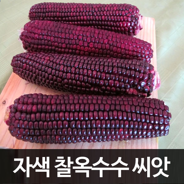 purple corn seed (150 seeds)