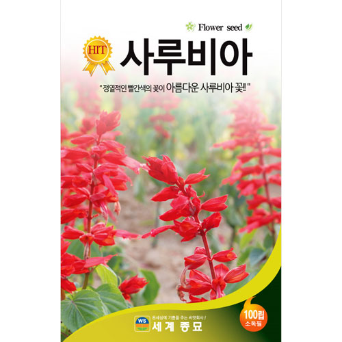 scarlet sage seed (100 seeds)