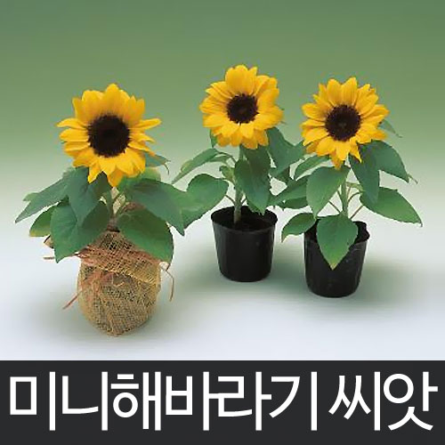 sunny smile sunflower seed (10 seeds)