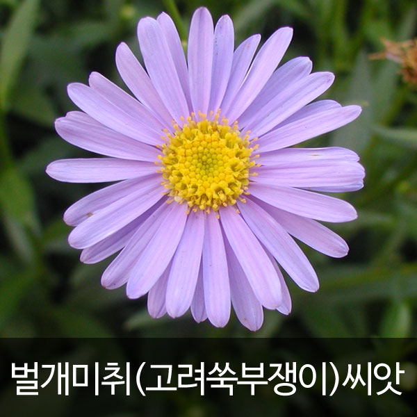 korean starwort seed (500 seeds)