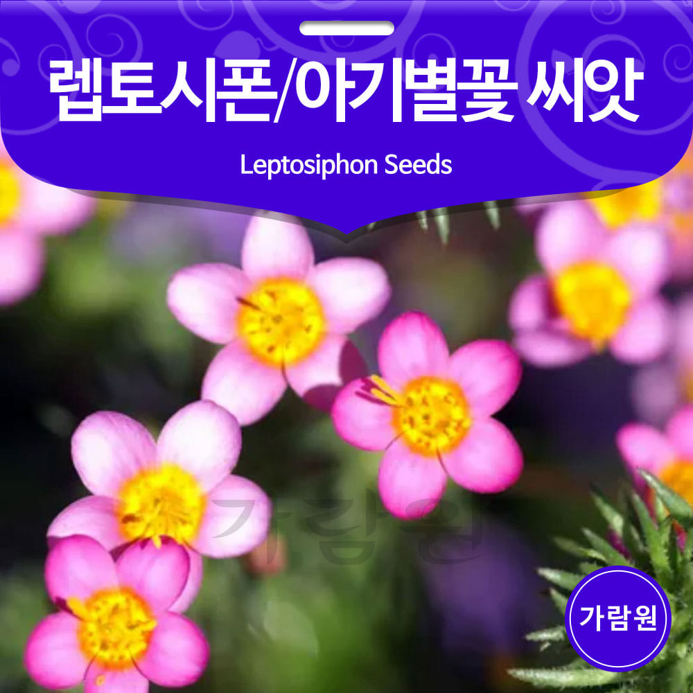 leptosiphon seed ( 50 seeds )