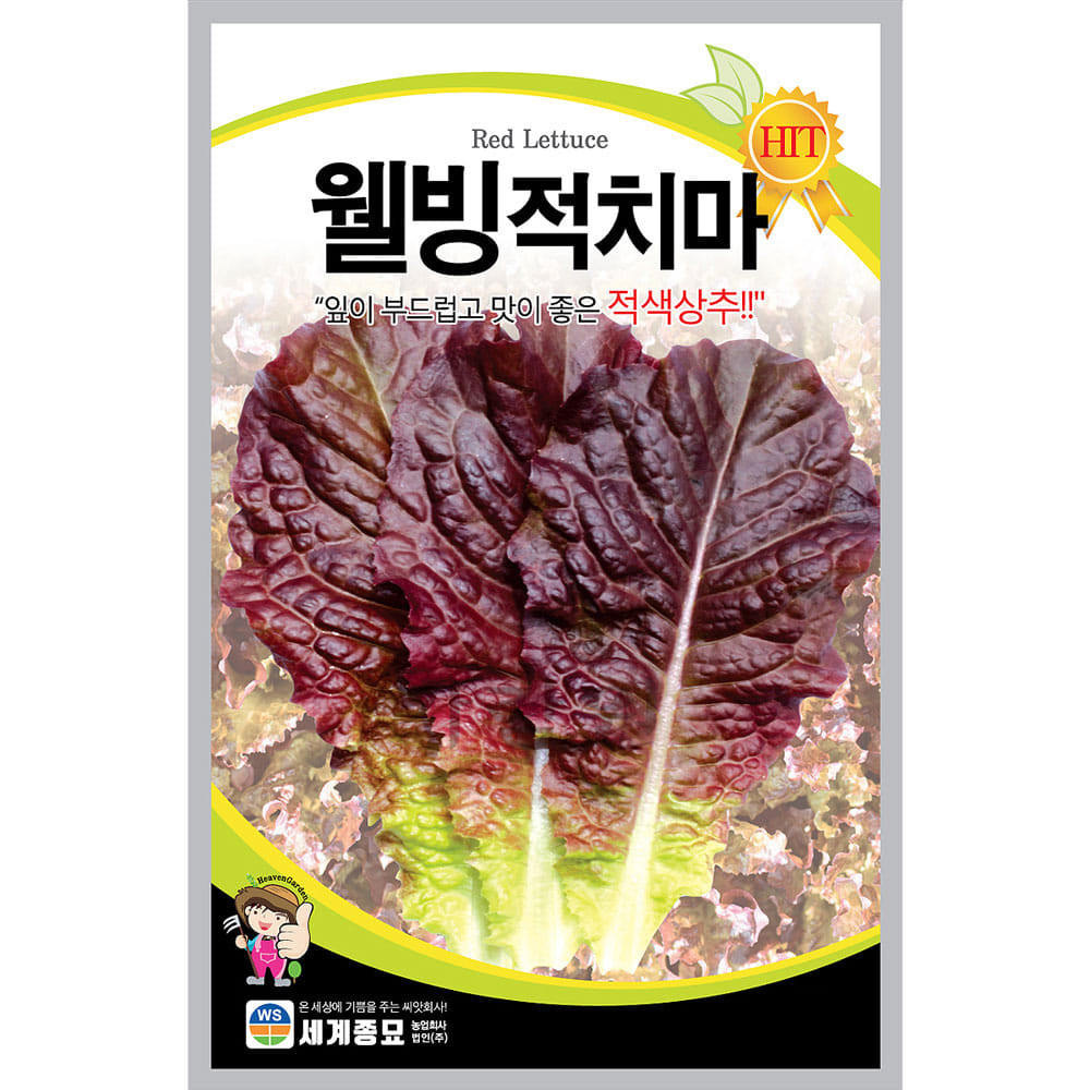 dark green lettuce seed  ( 3000 seeds )