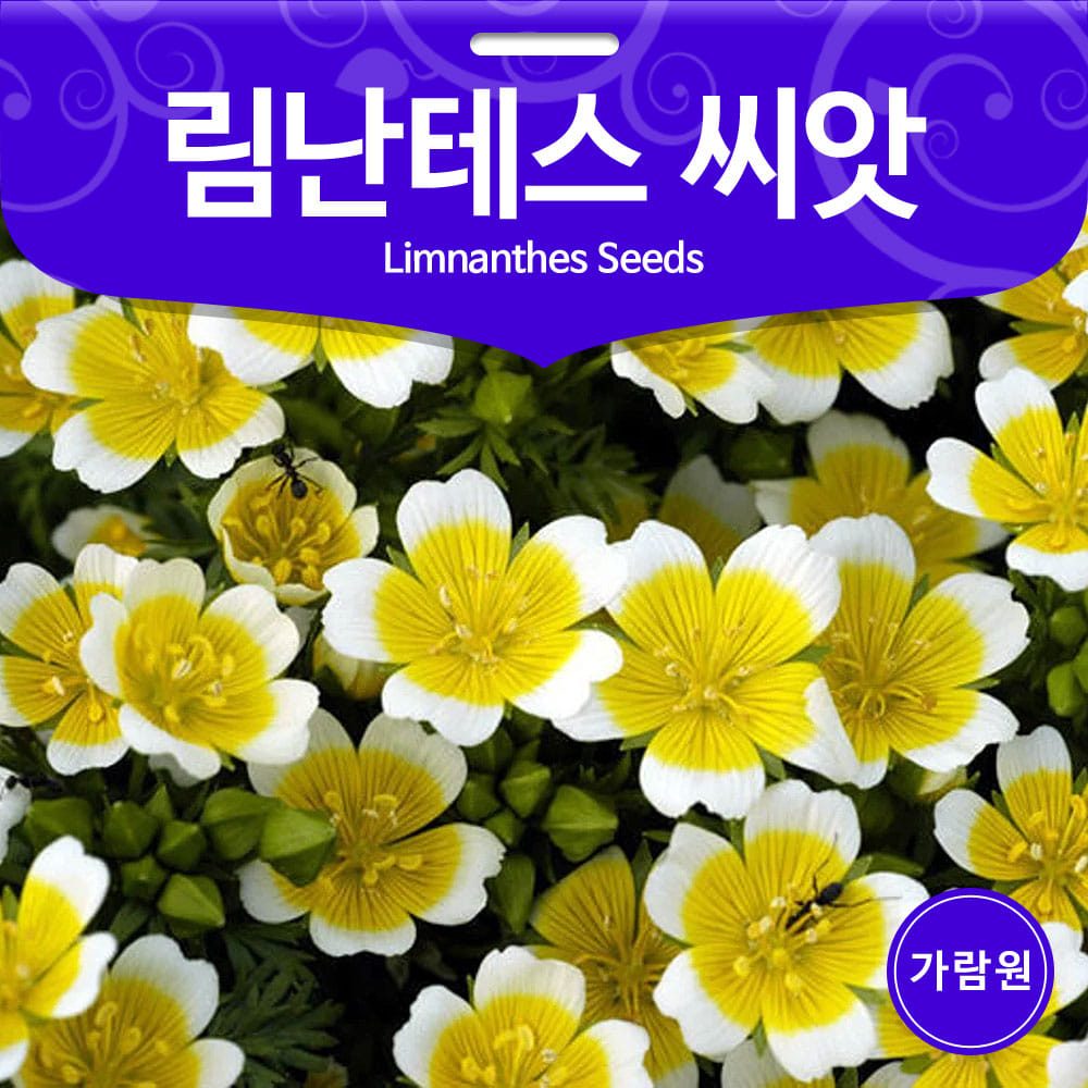 limnanthes seed ( 30 seeds )