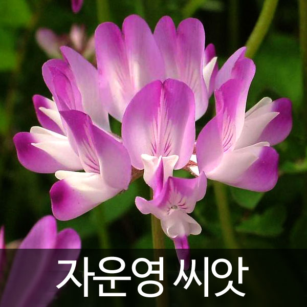 chinese milk vetch seed (1000 seeds)