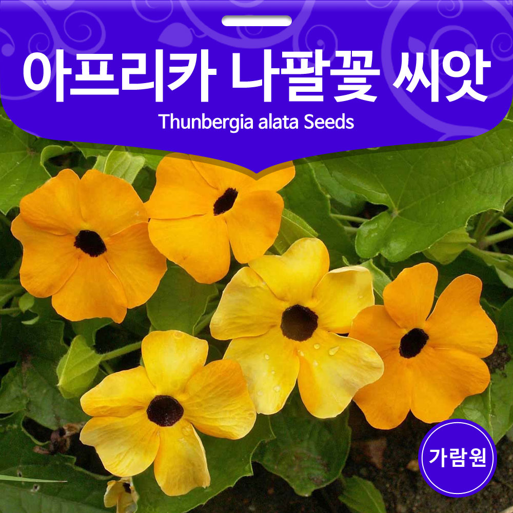thunbergia alata seed (2g)