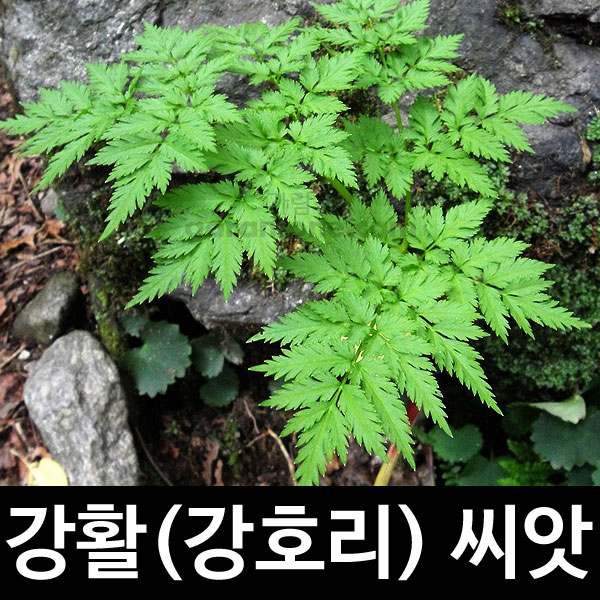 ostericum koreanum seed ( 100 seeds )