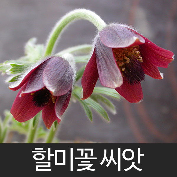 korean pasque flower seed (50 seeds)