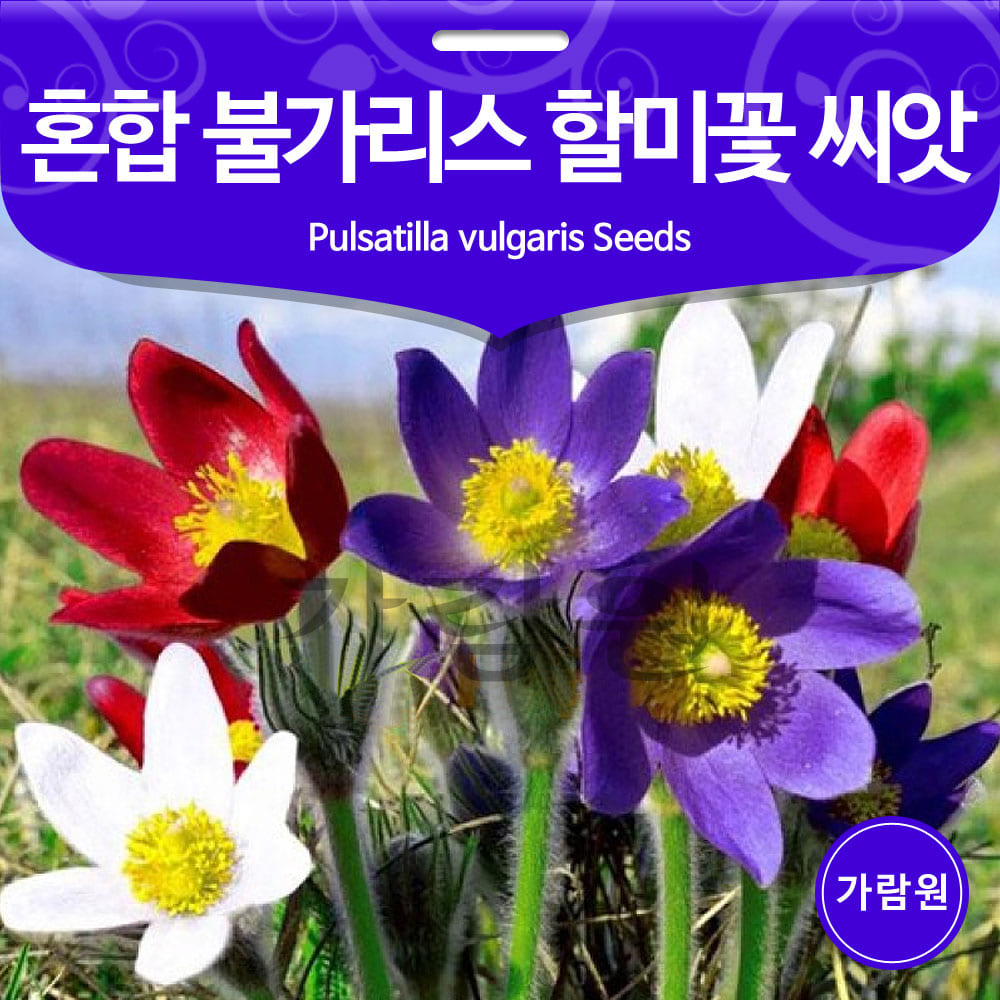 pulsatilla vulgaris seed ( 30 seeds )