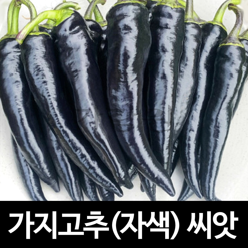 black sweet pepper seed (10 seeds)