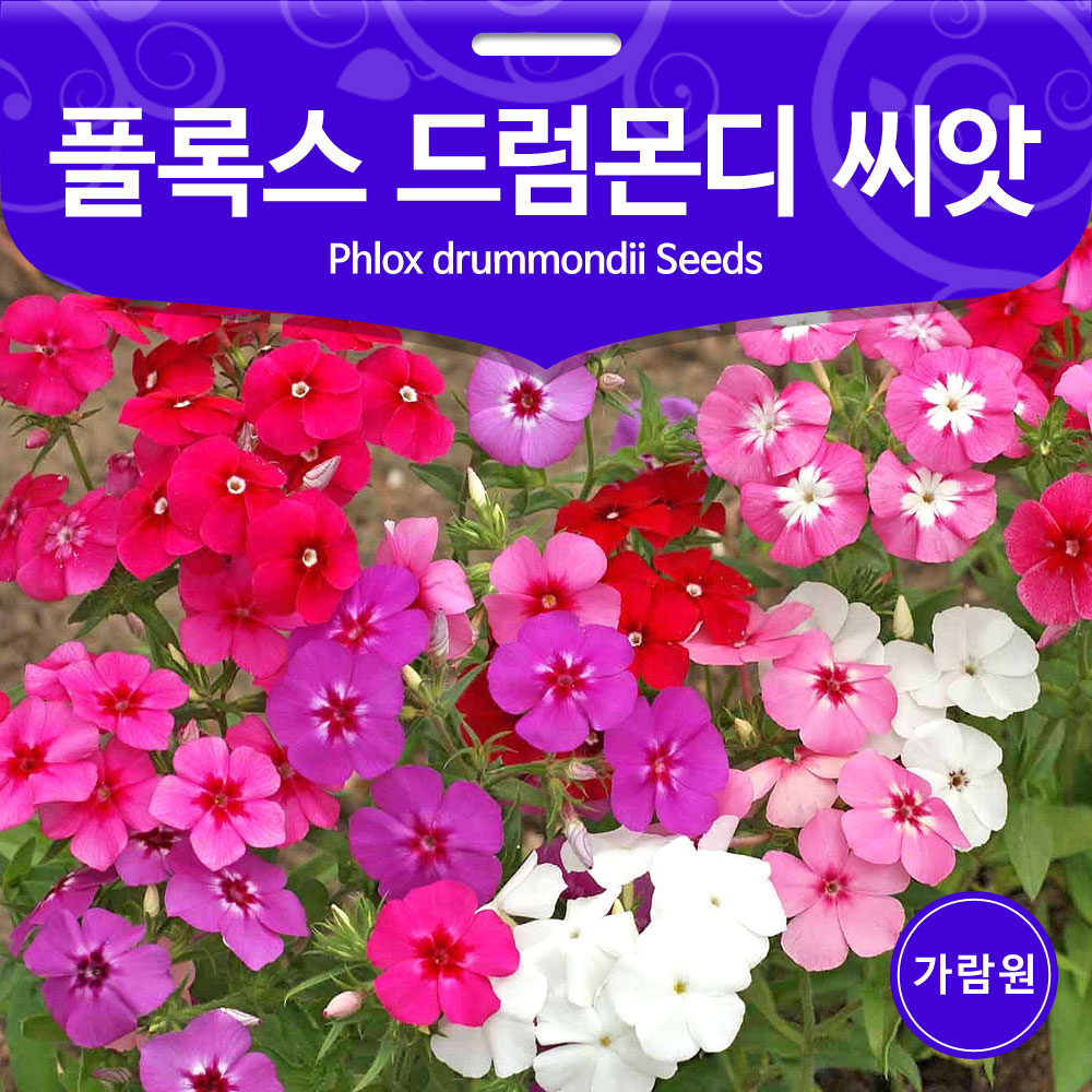 phlox drummondii seed (1g)