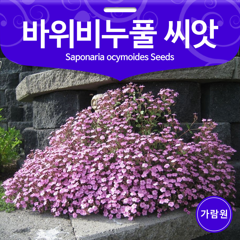 saponaria seed ( 100 seeds )