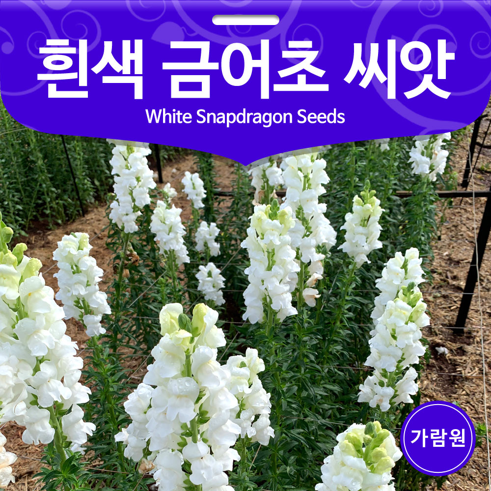 white snapdragon seed ( 200 seeds )