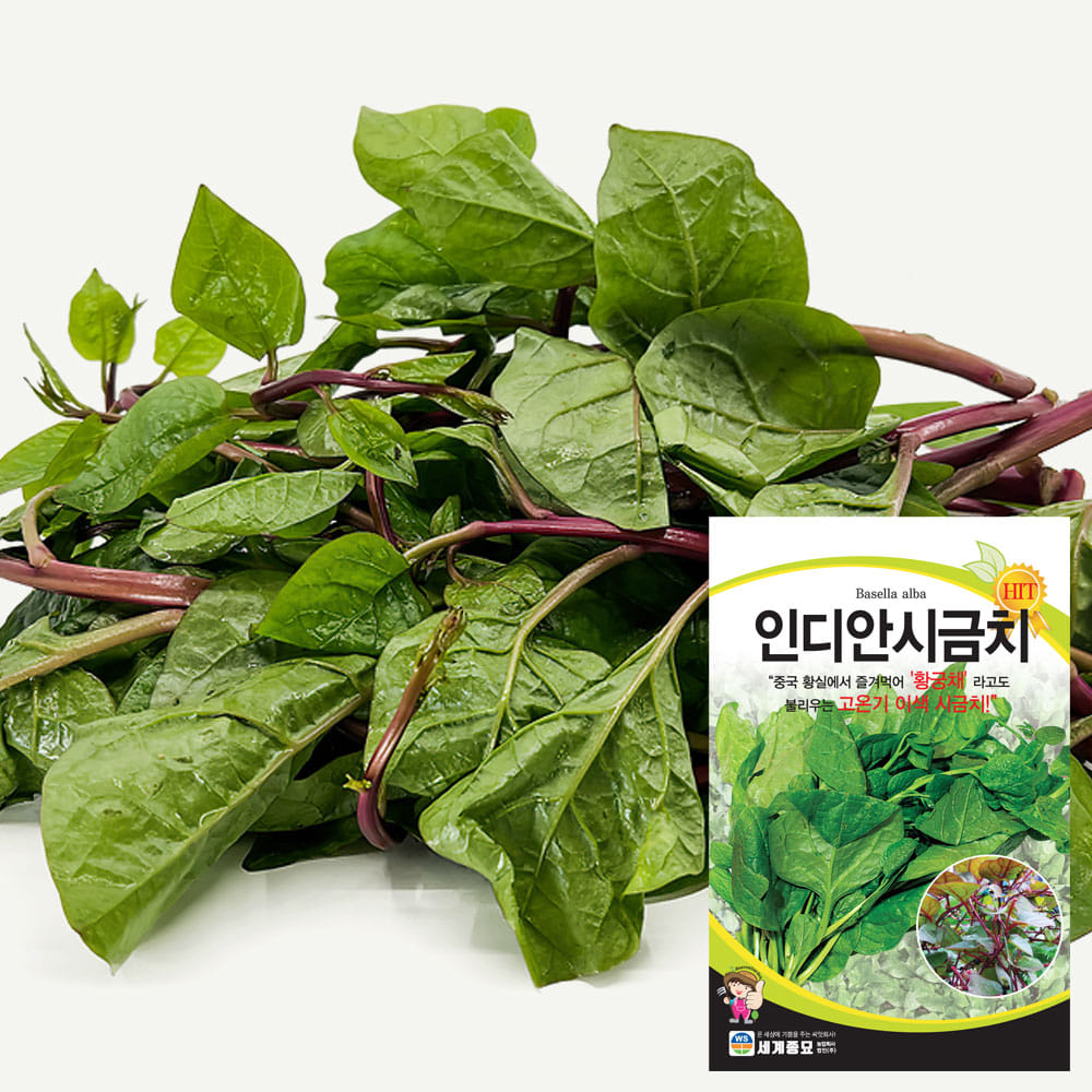 Malabar spinach seeds ( 10g )