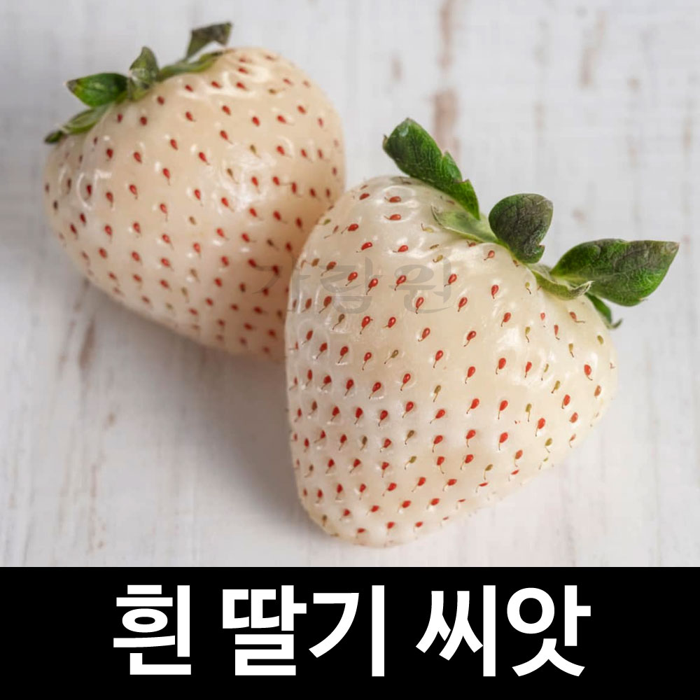white strawberry seed ( 100 seeds )