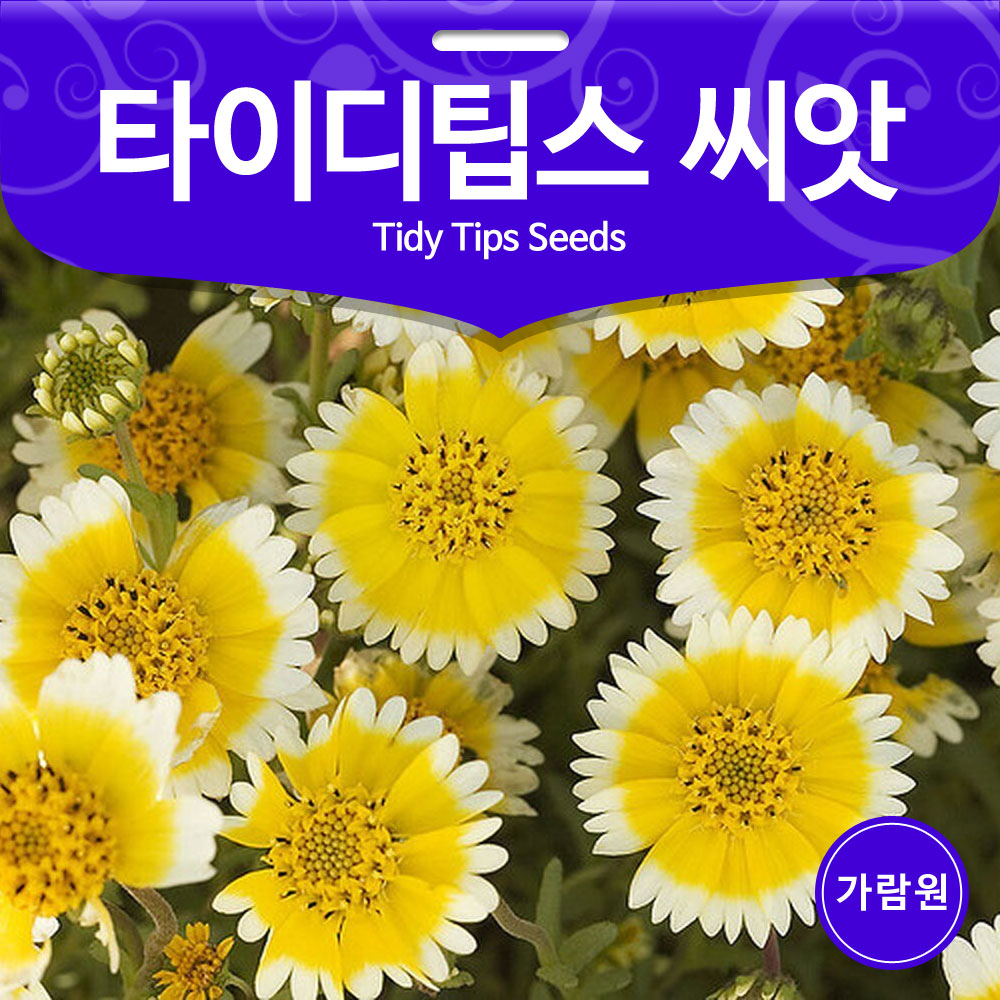 tidy tips seed ( 100 seeds )