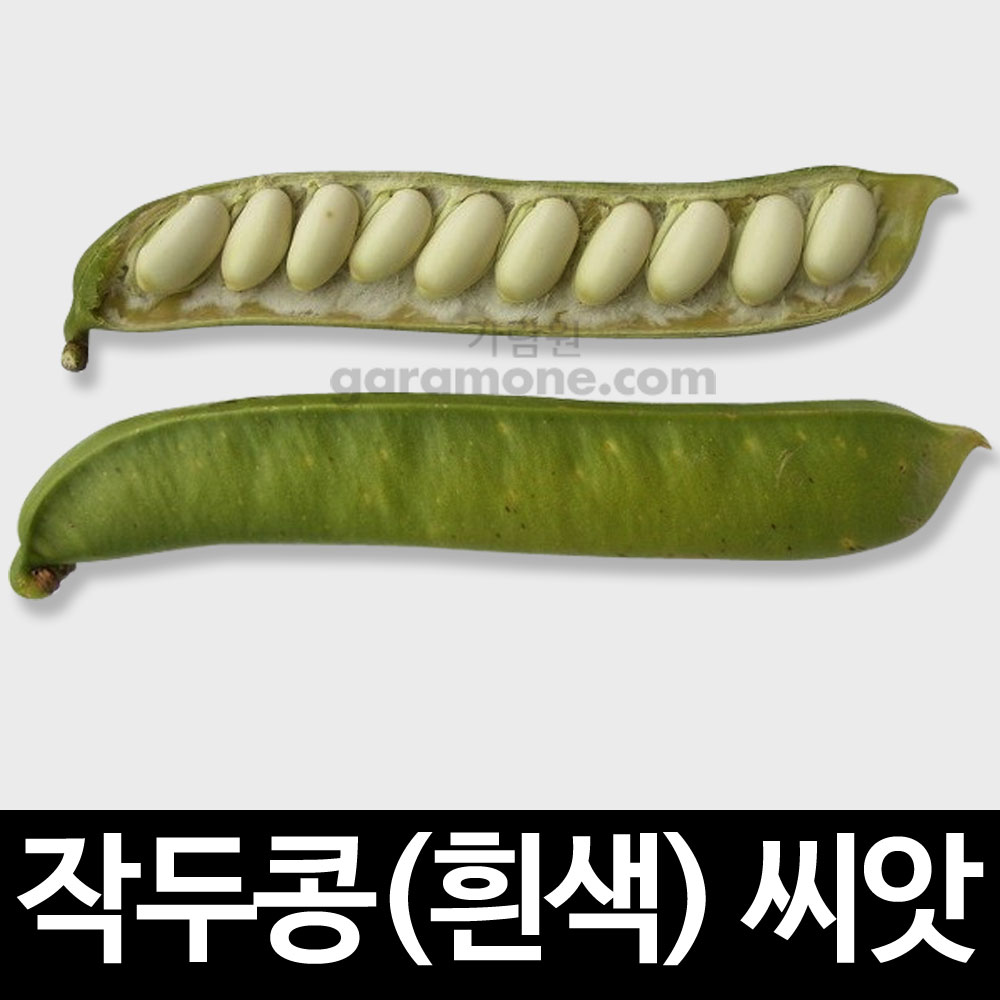 white sword bean seed ( 10 seeds )