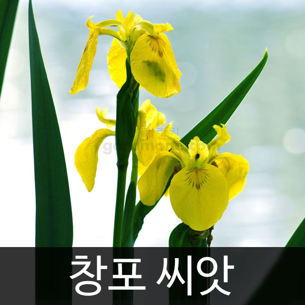 yellow iris seed (20 seeds)