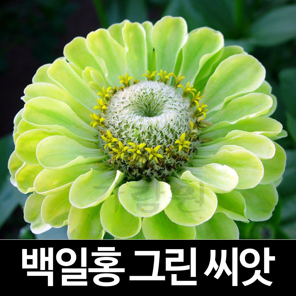 green zinnia flower seed ( 20 seeds )
